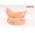 CC-06 Neck collar with hole S / M